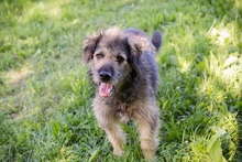 CHIPNR231946, Hund, Mischlingshund in Kroatien - Bild 1