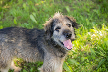 CHIPNR231946, Hund, Mischlingshund in Kroatien - Bild 2
