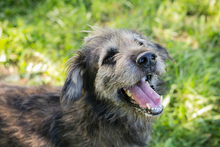 CHIPNR231946, Hund, Mischlingshund in Kroatien - Bild 5