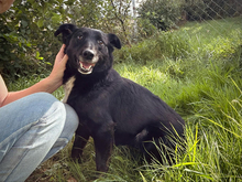 ANNI, Hund, Mischlingshund in Kroatien - Bild 1