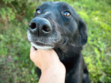 ANNI, Hund, Mischlingshund in Kroatien - Bild 2