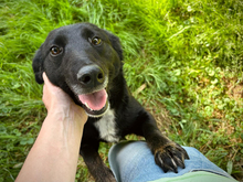 ANNI, Hund, Mischlingshund in Kroatien - Bild 4