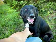 ANNI, Hund, Mischlingshund in Kroatien - Bild 5