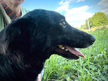 ANNI, Hund, Mischlingshund in Kroatien - Bild 6