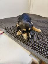 ALINA, Hund, Chihuahua-Yorkshire Terrier-Mix in Slowakische Republik - Bild 1