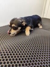 ALINA, Hund, Chihuahua-Yorkshire Terrier-Mix in Slowakische Republik - Bild 2