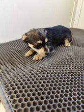 ALINA, Hund, Chihuahua-Yorkshire Terrier-Mix in Slowakische Republik - Bild 3