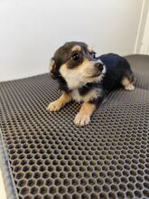 ALINA, Hund, Chihuahua-Yorkshire Terrier-Mix in Slowakische Republik - Bild 5