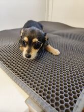 ALINA, Hund, Chihuahua-Yorkshire Terrier-Mix in Slowakische Republik - Bild 6