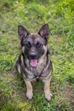 TATZEL, Hund, Deutscher Schäferhund-Mix in Kroatien - Bild 1