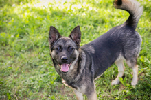 TATZEL, Hund, Deutscher Schäferhund-Mix in Kroatien - Bild 2