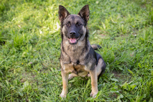 TATZEL, Hund, Deutscher Schäferhund-Mix in Kroatien - Bild 3