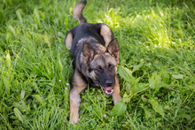 TATZEL, Hund, Deutscher Schäferhund-Mix in Kroatien - Bild 4
