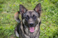 TATZEL, Hund, Deutscher Schäferhund-Mix in Kroatien - Bild 5
