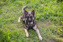 TATZEL, Hund, Deutscher Schäferhund-Mix in Kroatien - Bild 6