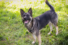 TATZEL, Hund, Deutscher Schäferhund-Mix in Kroatien - Bild 7