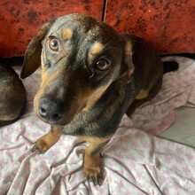 BARNY, Hund, Dackel in Rumänien - Bild 2
