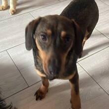 BARNY, Hund, Dackel in Rumänien - Bild 3