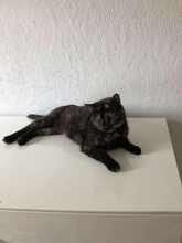 EMILIA, Katze, Europäisch Kurzhaar in Langenhagen - Bild 1