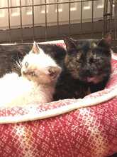 EMILIA, Katze, Europäisch Kurzhaar in Langenhagen - Bild 10