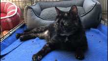EMILIA, Katze, Europäisch Kurzhaar in Langenhagen - Bild 12