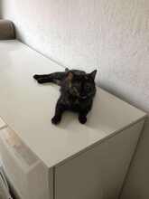 EMILIA, Katze, Europäisch Kurzhaar in Langenhagen - Bild 2