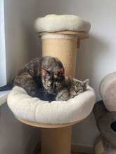 EMILIA, Katze, Europäisch Kurzhaar in Langenhagen - Bild 5