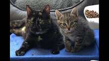 EMILIA, Katze, Europäisch Kurzhaar in Langenhagen - Bild 6