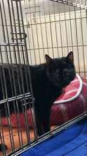 EMILIA, Katze, Europäisch Kurzhaar in Langenhagen - Bild 7