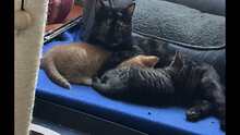 EMILIA, Katze, Europäisch Kurzhaar in Langenhagen - Bild 8