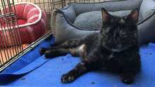 EMILIA, Katze, Europäisch Kurzhaar in Langenhagen - Bild 9