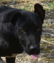 ZACK, Hund, Mischlingshund in Ungarn - Bild 1