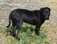 ZACK, Hund, Mischlingshund in Ungarn - Bild 2