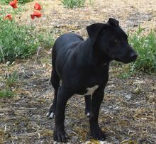 ZACK, Hund, Mischlingshund in Ungarn - Bild 3