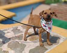 FRIDA, Hund, Podenco-Mix in Spanien - Bild 1