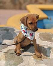 FRIDA, Hund, Podenco-Mix in Spanien - Bild 2
