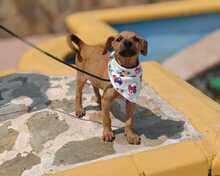 FRIDA, Hund, Podenco-Mix in Spanien - Bild 3