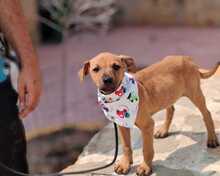 FRIDA, Hund, Podenco-Mix in Spanien - Bild 4