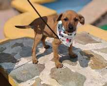 FRIDA, Hund, Podenco-Mix in Spanien - Bild 5