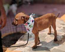 FRIDA, Hund, Podenco-Mix in Spanien - Bild 6