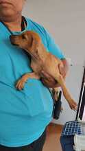 FRIDA, Hund, Podenco-Mix in Spanien - Bild 8
