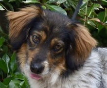 XANDER, Hund, Mischlingshund in Ungarn - Bild 1