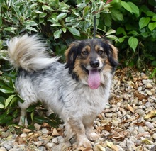 XANDER, Hund, Mischlingshund in Ungarn - Bild 2