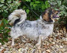 XANDER, Hund, Mischlingshund in Ungarn - Bild 3