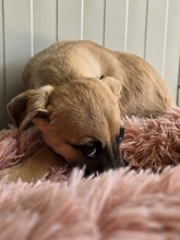 BASIL, Hund, Mischlingshund in Gummersbach - Bild 10