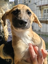 BASIL, Hund, Mischlingshund in Gummersbach - Bild 11