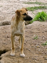 BASIL, Hund, Mischlingshund in Gummersbach - Bild 2