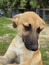 BASIL, Hund, Mischlingshund in Gummersbach - Bild 4