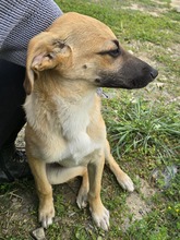 BASIL, Hund, Mischlingshund in Gummersbach - Bild 5