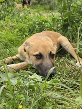 BASIL, Hund, Mischlingshund in Gummersbach - Bild 6